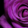 _violet_
