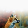foxmurphy