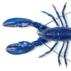abluelobster