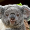 koalas are real