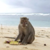 ~Beach~Monkey~King~