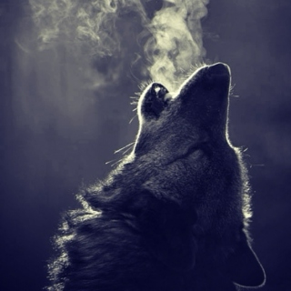 wolf like me