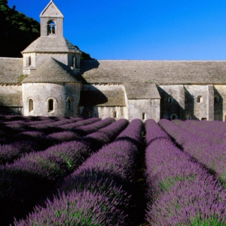 Lavender Fields 