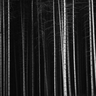 Witiko Wind, Skeleton Trees