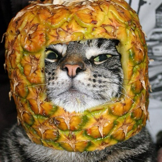 The Purring Pineapple