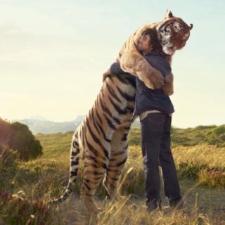 Tiger Hugging Tunes