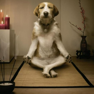 Yoga, anyone?!
