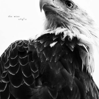 the wise eagle