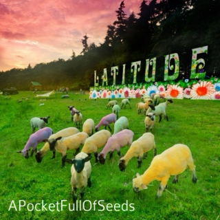A Pocket Full Of Seeds x Latitude Festival 2013