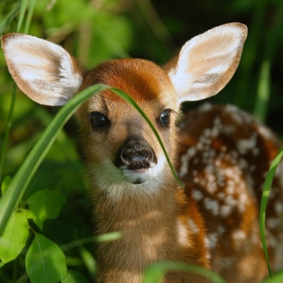 Afternoon of a Fawn