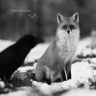 the curious fox