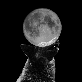 direwolf.