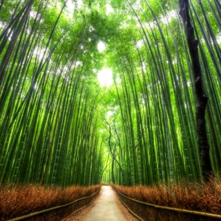 The Zen Forest Speaks