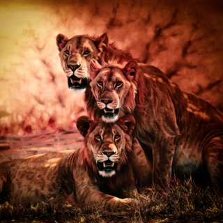 the lions
