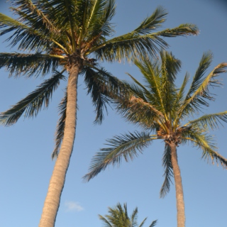 Palm Trees & 80 Degrees