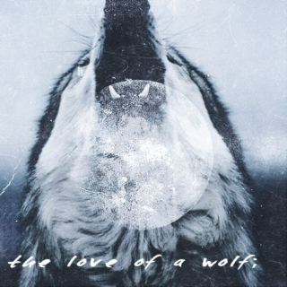 the love of a wolf;