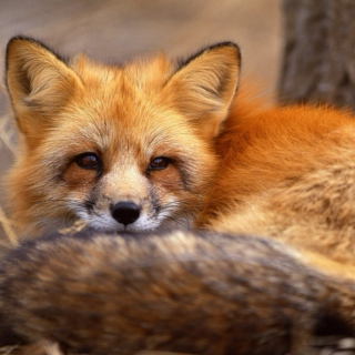 Folksy Foxes