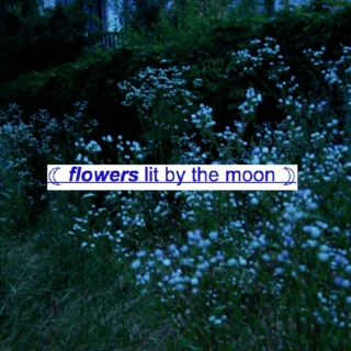 ☾ flowers lit by the moon ☽