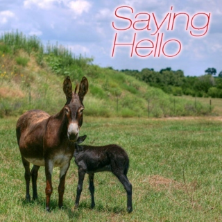 Saying Hello