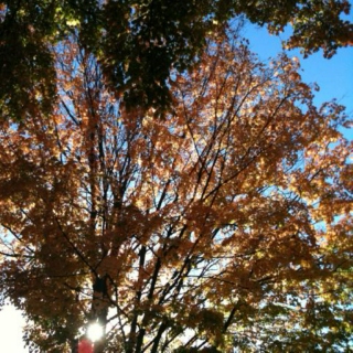fall sundays. 