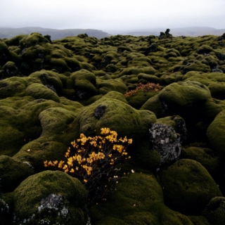 Dreaming of moss in Iceland mix