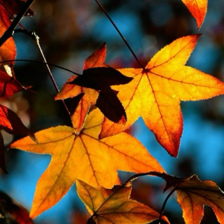Crisp Leaves: Autumn Music