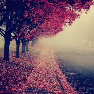 Autumn Promenade