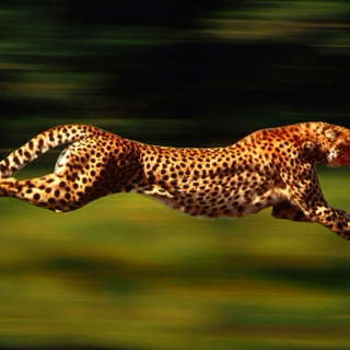 Run like a Cheetah