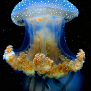 Jazz Jellyfish