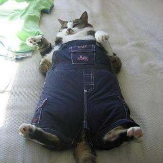 A Cat Wearing Overalls.