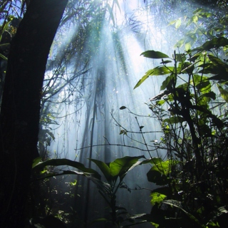 Nature Sounds - Jungles