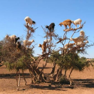 Goats in trees!