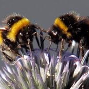 Miel y abejas