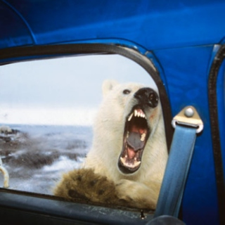 Polar Bear's Nightmare