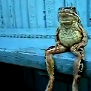 How Do You Know When A Frog Is Crying?