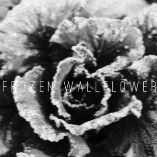 frozen wallflower