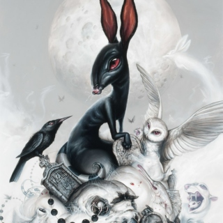 Follow the black rabbit