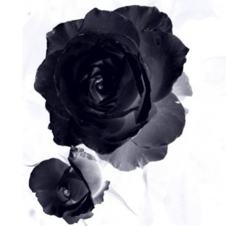 The Black Rose Carousal