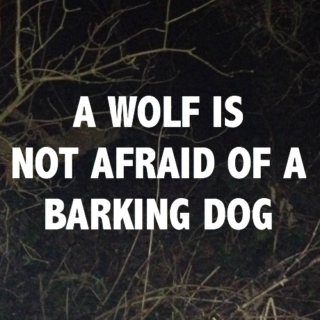 a wolf is not afraid of a barking dog
