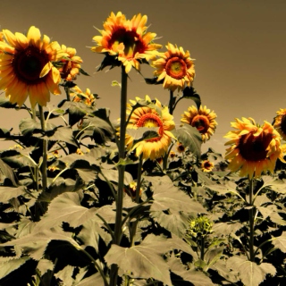 Spring and Sunflowers