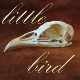 little bird