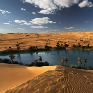 an oasis in the desert