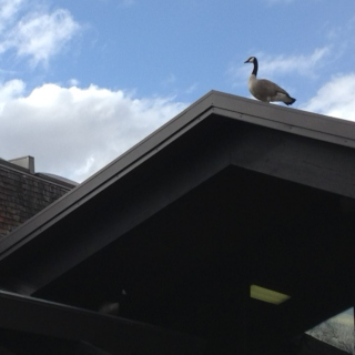 Goose on roof