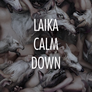 Laika Calm Down