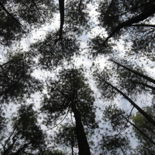 Pines Above