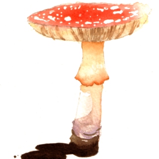 Mushrooms and Fairy Tales