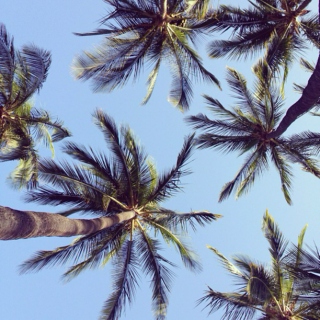 ☼ Tropical ☼