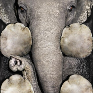 Under The Feet of Elephants