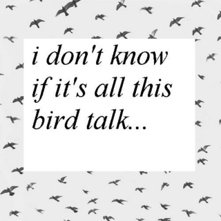 I Don't Know If It's All This Bird Talk...
