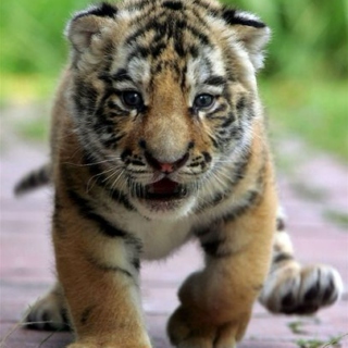 Tiger Cub Music